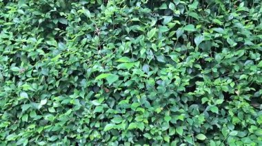 Yeşil Çit Bitkileri Rüzgarda Sallanıyor Acalypha Siamensis Yaprakları Rüzgarda Hareket Ediyor, Öğleden Sonra Doğal Işıkla Yüksek Kalite Videoda Çekildi.