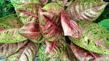 Red patterned green aglaonema. Red yellow leaf of Aglaonema bigroy. perfect aglonema bigroy motasion red is a beautiful ornamental plant with a variety of patterns. clipart