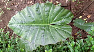 Alocasia Serendipity Leaf with Morning Dew After Rain, ideal olarak Doğa Arkaplan, Duvar Kağıdı veya Yüksek Kaliteli Arkaplan