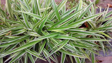 Lush Green Leaves ve White Edges Yüksek Çözünürlüklü İç Tasarım, Ev Tasarımı ve Botanik Temalı Örümcek Bitkisi (Klorofhytum Comosum)