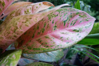 Kırmızı desenli yeşil aglaonema. Aglaonema bigroy 'un kırmızı sarı yaprağı. mükemmel aglonema bigroy motasion kırmızı çeşitli desenleri olan güzel bir süs bitkisidir..