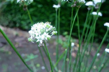 High-Quality Morning Photo of Blooming White Flower Allium Tuberosum During Rain  Fresh and Beautiful Nature Photography for Floral and Botanical Projects clipart