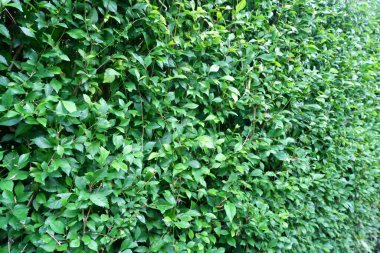 Yoğun Yeşil Çit Duvarı dokusu. Tasarım projelerinizde doğal ve canlı bir zemin oluşturmak için mükemmel. Çok yönlü kullanım için yüksek çözünürlüklü resim.