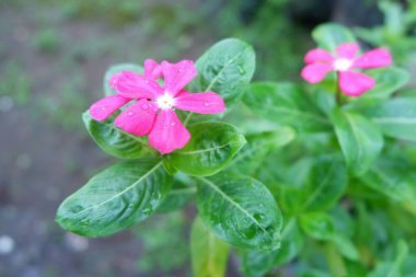 Pembe yapraklı çiçekler yeşil yapraklarla çevrili güzel ve güzel bir şekilde çiçek açarlar. Cayenne Jasmine, Periwinkle, Catharanthus rosea, Madagaskar Periwinkle, Vinca (kataranthus) cora, Apocynaceae