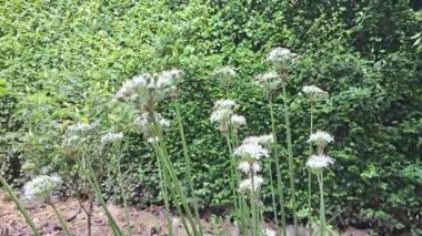 Güzel Beyaz Çiçek Yaprakları Rüzgarda Sallanıyor Yüksek Kaliteli Allium Tuberosum 'un Sabah Videosu Küçük Kümeli Beyaz Çiçeklerle, Doğa ve Çiçek Arkaplanı İçin Mükemmel.