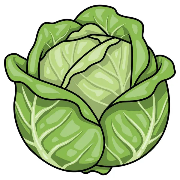 Taze Yeşil Lahana Simgesi - Basit Düz Sebze İllüstrasyonu - Vektör Sembolü, Yapıştırıcı, Logo, Şablon, Mockup - Beyaz Arkaplanda İzole EPS Dosyası