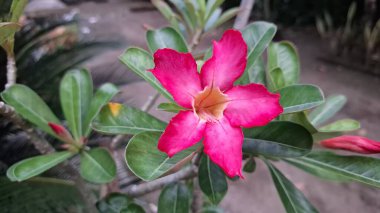 Adenyum Obesum Makro Çekimi - Yumuşak Bulanık Arkaplanlı Pembe Çöl Gülü - Tasarım, Duvar Kağıdı ve Dekorasyon İçin Yüksek Kaliteli Çiçek Resmi