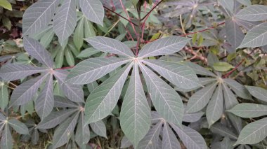 Manihot Esculenta) Mandscape View 'da Cassava Leaves with Çoklu Branş (Manihot Esculenta), Natural Background, Wallpapers ve High-Quality Nature Fotoğrafçılık için ideal