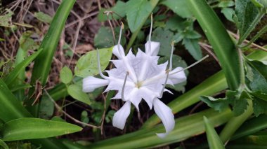 Full Bloom 'da Güzel Beyaz Vahşi Lily - Pancratium Makro Fotoğrafı Zeylanicum - Yumuşak Bulanık Efektli Yüksek Kaliteli Çiçek Arkaplanı