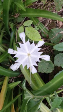 Beyaz Zambak Çiçeği - Pancratium Zeylanicum Makro Fotoğraf - Doğal Arkaplan, Yumuşak Görüntü, Duvar Kağıdı ve Arkaplan - Vahşi Doğa Güzelliği
