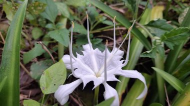 Pancratium Zeylanicum Beyaz Zambak Çiçeği - Sersemletici Vahşi Çiçek Macro Vuruşu - Duvar Kağıdı, Arkaplan ve Doğa Tasarımı İçin Yumuşak Arkaplan Görüntü