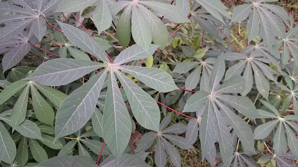 Manihot Esculenta) Mandscape View 'da Cassava Leaves with Çoklu Branş (Manihot Esculenta), Natural Background, Wallpapers ve High-Quality Nature Fotoğrafçılık için ideal