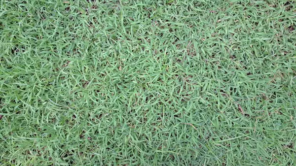 Taze Yeşil Çimen Arkaplanı - Gün Işığında Canlı Doğa Çimeni Sahası - Yüksek Kaliteli Duvar Kağıdı, Arkaplan ve Çevre ve Botanik Tasarımlar İçin Doğal Peyzaj