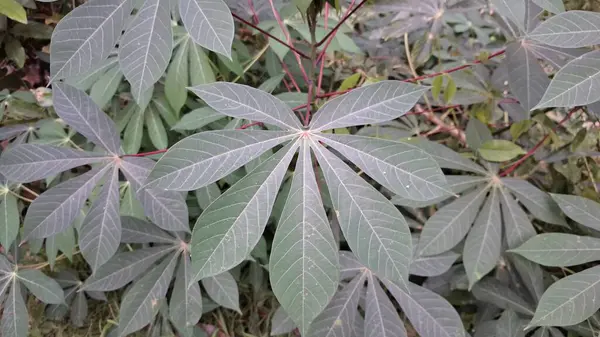 Manihot Esculenta) Mandscape View 'da Cassava Leaves with Çoklu Branş (Manihot Esculenta), Natural Background, Wallpapers ve High-Quality Nature Fotoğrafçılık için ideal