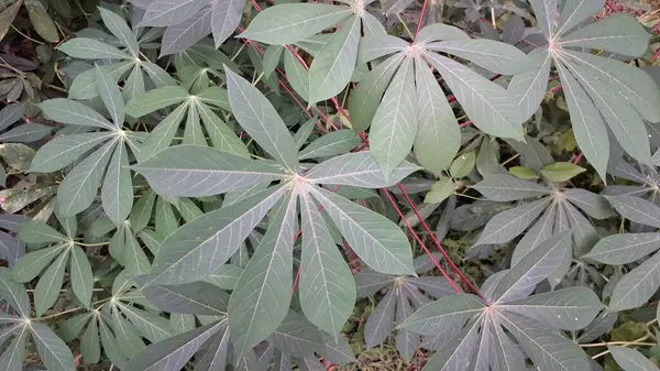 Manihot Esculenta) Mandscape View 'da Cassava Leaves with Çoklu Branş (Manihot Esculenta), Natural Background, Wallpapers ve High-Quality Nature Fotoğrafçılık için ideal