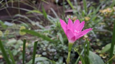 Pembe Yağmurlu Zambak (Zephyranthes Minuta) Sabah Rüzgarında Açan Çiçek ve Yaprakların Yüksek Kaliteli Görüntüsü Rüzgarda Sallanıyor
