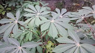 Tropik Cassava Bitkisi Sabah Rüzgarında Nazikçe Esiyor HD Sinematik Tarım Görüntüsü Tarım, Doğa ve Çevre dostu Projeler İçin İdeal