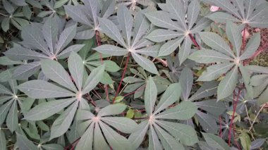 Taze Cassava Ağacı Gündoğumunda Rüzgarda Yürüyen Yapraklar Güzel Kırsal Manzara 4K Yüksek Çözünürlüklü Çiftçilik, Doğa ve Eko Videoları