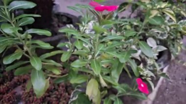 Pembe yapraklı çiçekler yeşil yapraklarla çevrili güzel ve güzel bir şekilde çiçek açarlar. Cayenne Jasmine, Periwinkle, Catharanthus rosea, Madagaskar Periwinkle, Vinca (kataranthus) cora, Apocynaceae