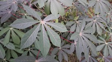 Cassava Ağacı Sabah Rüzgarında Sallanıyor Yüksek Kalite 4K Tarım, Doğa ve Sürdürülebilir Tarım Projeleri için Tarım Görüntüleri