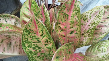 Kırmızı desenli yeşil aglaonema. Aglaonema bigroy 'un kırmızı sarı yaprağı. mükemmel aglonema bigroy motasion kırmızı çeşitli desenleri olan güzel bir süs bitkisidir..