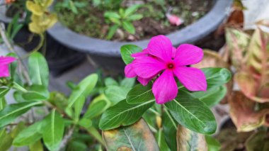 Pembe yapraklı çiçekler yeşil yapraklarla çevrili güzel ve güzel bir şekilde çiçek açarlar. Cayenne Jasmine, Periwinkle, Catharanthus rosea, Madagaskar Periwinkle, Vinca (kataranthus) cora, Apocynaceae