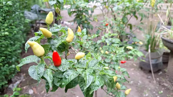 Tarım ve Tarım Projeleri İçin Rain Rawit Chili Tarımında Yeşillik Bitkisinin Yeşillik Sahnesinde Yüksek Kaliteli Fotoğrafı