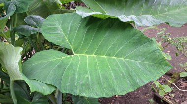 Yeşil Taro Yaprağı Botanik Arkaplan Colocasia Esculenta Kapalı Bahçe Yeşilliği Duvar Kağıdı, Sağlık Kavramları, Çevre Tasarımı, Organik Temalar