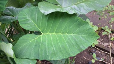 Taze Yeşil Taro Bitkisi Yaprak Botanik Doğası Detaylı Doku Colocasia Esculenta Yakın plan Doğal Duvar Kağıdı Tropikal Yaprak Fotoğrafı