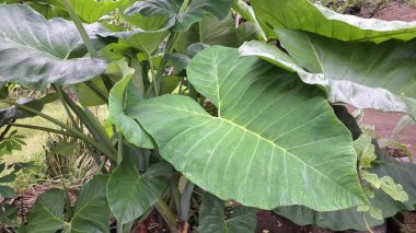 Yeşil Çevre Teması, Bitki Teması, Tropikal Tasarım ve Doğa Posterleri için Doğal Açık Botanik Colocasia Esculenta Bitkisi Dokusuna Taro Yaprak Kapanışı