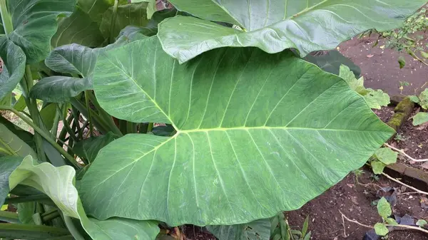 Botanik Projeleri, Eko Posterleri, Doğa Teması için Taze Taro Yaprağı Yakın Çekim Kolocasia Esculenta Bitki Dokusunun Yeşil Tropikal Yaprak Arkaplanı Makro Fotoğrafları