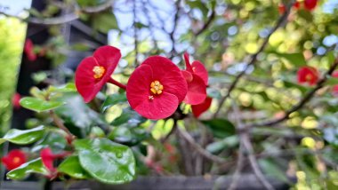 Bahçede açan parlak kırmızı Euphorbia milii çiçekleri, yeşil yapraklı, dikenli tropikal taç peyzaj ve ev dekorasyonu için.