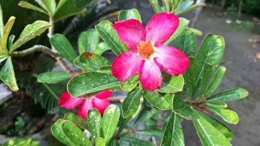 Blooming Adenium Obesum 'un Yakın Çekimi - Yumuşak Arkaplan Görüntü ile Güzel Pembe Çöl Gülü - Duvar Kağıdı, Doğa Teması ve Parmak İzleri İçin Çarpıcı Çiçek Fotoğrafı