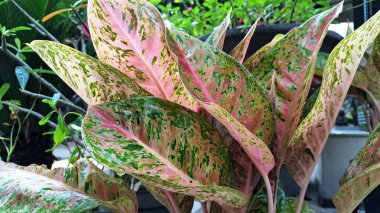 Pembe ve yeşil Aglaonema yaprağı dokusu, tropikal yaprak deseni arka plan, bahçe tasarımı ve doğa konsepti için egzotik kapalı ev bitkisi.