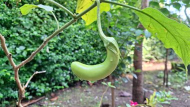 Bitkinin üzerinde eşsiz kıvrımlı bebek patlıcan, taze yeşil patlıcan henüz olgunlaşmamış, tropikal ev bahçeleri, sebze çiftlikleri, organik ürünler, sağlıklı yiyecekler.