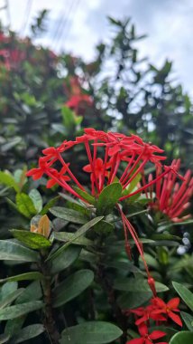 Ixora çalılarında açan kırmızı orman sardunyası çiçekleri tropikal güneş ışığı altında yeşil yapraklar, ev bahçesi için süs bitkisi ve çiçek arkaplanı