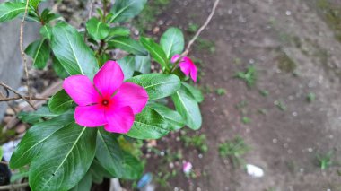Güzel pembe Vinca çiçeği (Catharanthus roseus) yağmur damlaları ve yemyeşil yapraklı, dayanıklılığı sembolize eden ve geleneksel iyileştirme amaçları ve dekorasyonu için yaygın olarak yetiştirilen