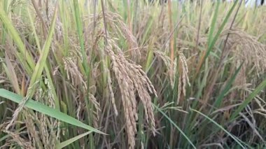 Uçsuz bucaksız Altın Pirinç Tarlası Olgunlaşmış Paddy Salıncak Mavi Gök Altında, Sahne Kırsal Arazi, Hasat Mevsiminde Lush Oryza sativa
