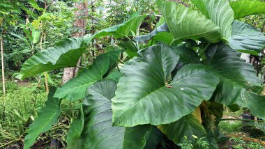 Taze Yeşil Taro Bitkisi Yaprak Botanik Doğası Detaylı Doku Colocasia Esculenta Yakın plan Doğal Duvar Kağıdı Tropikal Yaprak Fotoğrafı