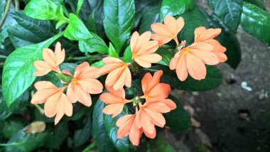 Şeftali Fişeği Çiçeği (Crossandra infundibuliforis) çiçek açar ve çiçek açan bir kestane fişeği bitkisinden canlı turuncu bir Aboli çiçeği ayrıntısı, bir tropikal şeftali çiçek kümesi
