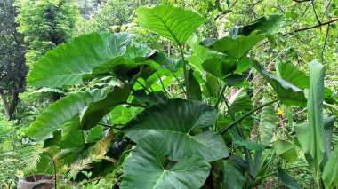 Taze Yeşil Taro Bitkisi Yaprak Botanik Doğası Detaylı Doku Colocasia Esculenta Yakın plan Doğal Duvar Kağıdı Tropikal Yaprak Fotoğrafı