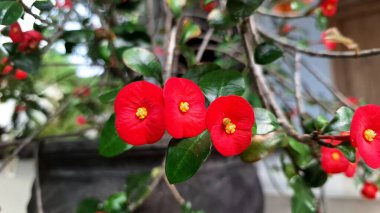 Parlak kırmızı dikenli taç çiçek (Euphorbia milii) canlı çiçek, doğal güneş ışığı altında narin çiçek ayrıntıları sergilenir.