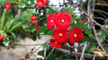 Parlak kırmızı Euphorbia milii (Dikenli Taç) yeşil yapraklı çiçekler, tropikal güneş ışığında güzel bir yakın plan.