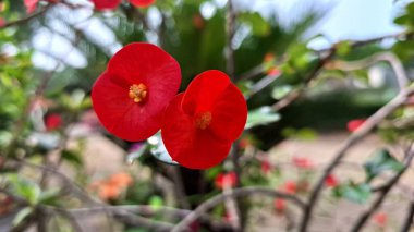 Sersemletici kırmızı dikenli taç (Euphorbia milii) çiçekleri, canlı renkleri ve eşsiz çiçekli yapılarını vurgulayarak tam çiçeklenmiştir..