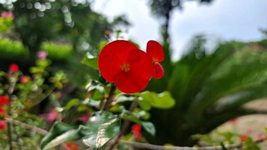 Canlı kırmızı Euphorbia milii (Dikenli Taç) çiçeklerinin yakın çekimi, tropikal doğanın sanatsal sanatının güzel bir göstergesidir..