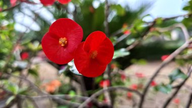 Parlak güpegündüz yakalanan dikenli çiçeklerden oluşan parlak kırmızı taç (Euphorbia milii), karmaşık çiçek desenlerini vurguluyor.