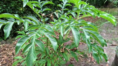 Amorphophallus Muelleri, nam-ı diğer Porang, Doğa Aşıkları, Organik Çiftçilik ve Bilim Projeleri İçin Büyük Yeşillik ile Yüksek Çözünürlükte Yakalandı.