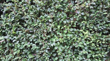 Acalypha Siamensis çitinin yemyeşil bir ayrıntısı (hiç kimse) canlı doğal bir dekoratif arkaplan sunar ve güzel bir canlı çit ya da duvar kağıdı işlevi görebilir.