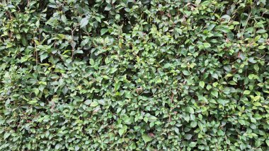 Canlı yeşil Acalypha Siamensis çit detaylarını (insan olmayan) yakın planda keşfedin, yemyeşil doğal dekoratif bir zemin ve potansiyel canlı bir ekran ortaya çıkarır.