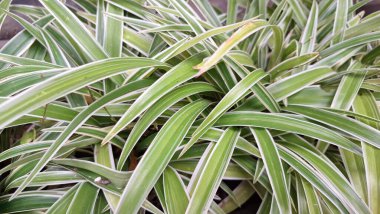 Beyaz Kenarlı Yeşil Örümcek Bitkisi Doğal Dekorasyon, Ev Bahçesi, Ofis Alanları ve Çevre dostu Botanik Kavramları İçin Yüksek Kaliteli Ev Bitkisi Yapıyor